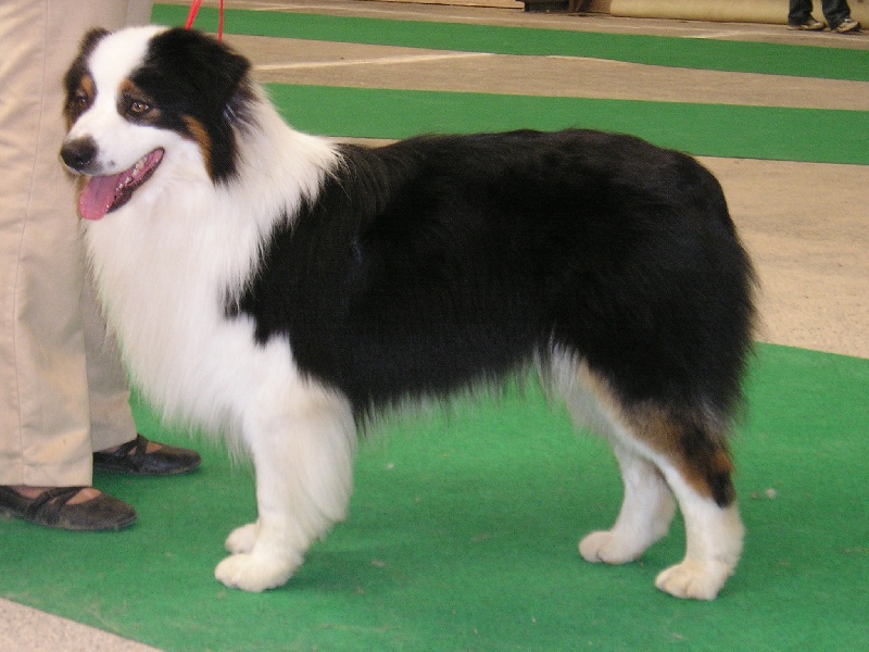 Bambou de l'orée de l'ambre