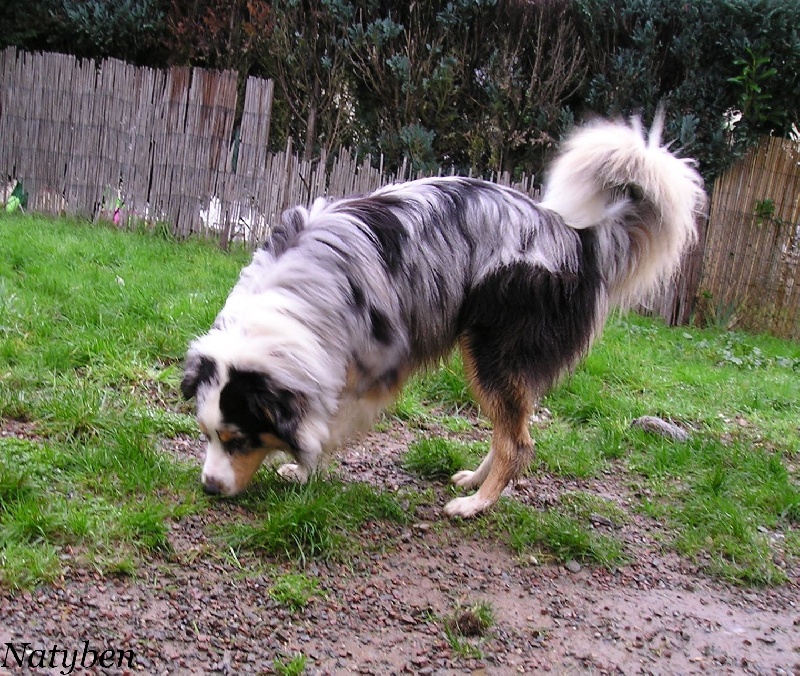 Foster de Natyben