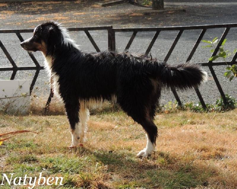 Harlem de Natyben