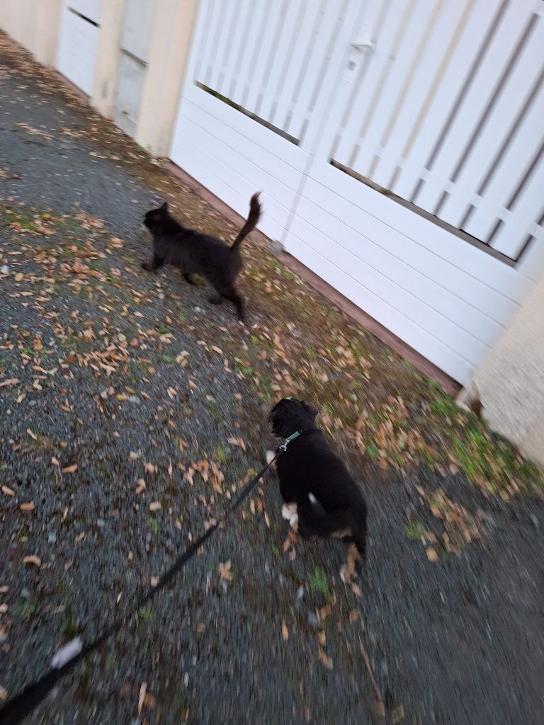 1re sortie en laisse