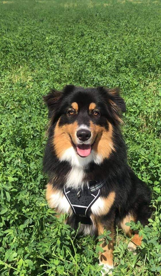 de Natyben - Berger Australien - Portée née le 09/12/2019