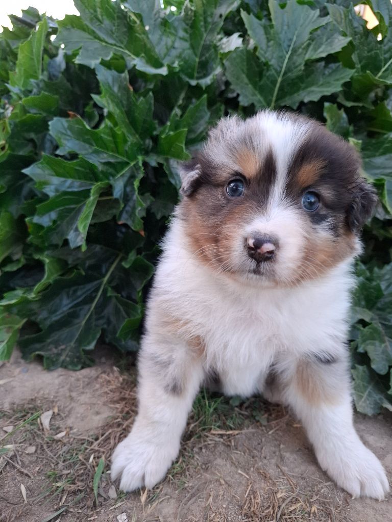 de Natyben - Chiots disponibles - Berger Australien