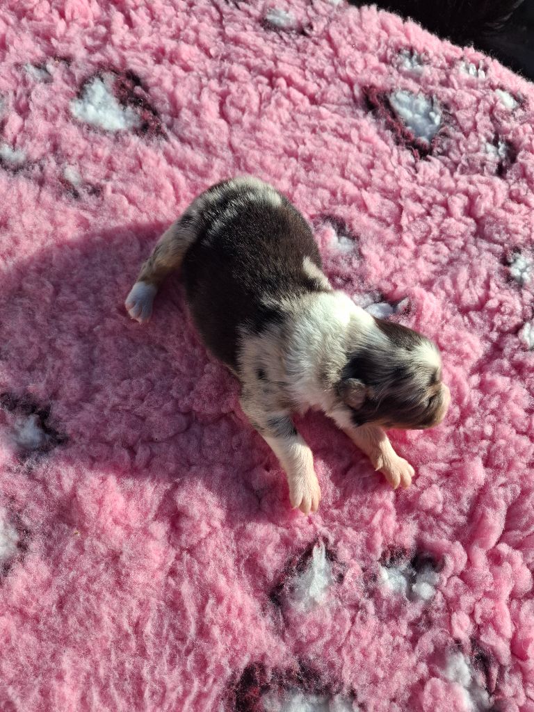 de Natyben - Chiots disponibles - Berger Australien