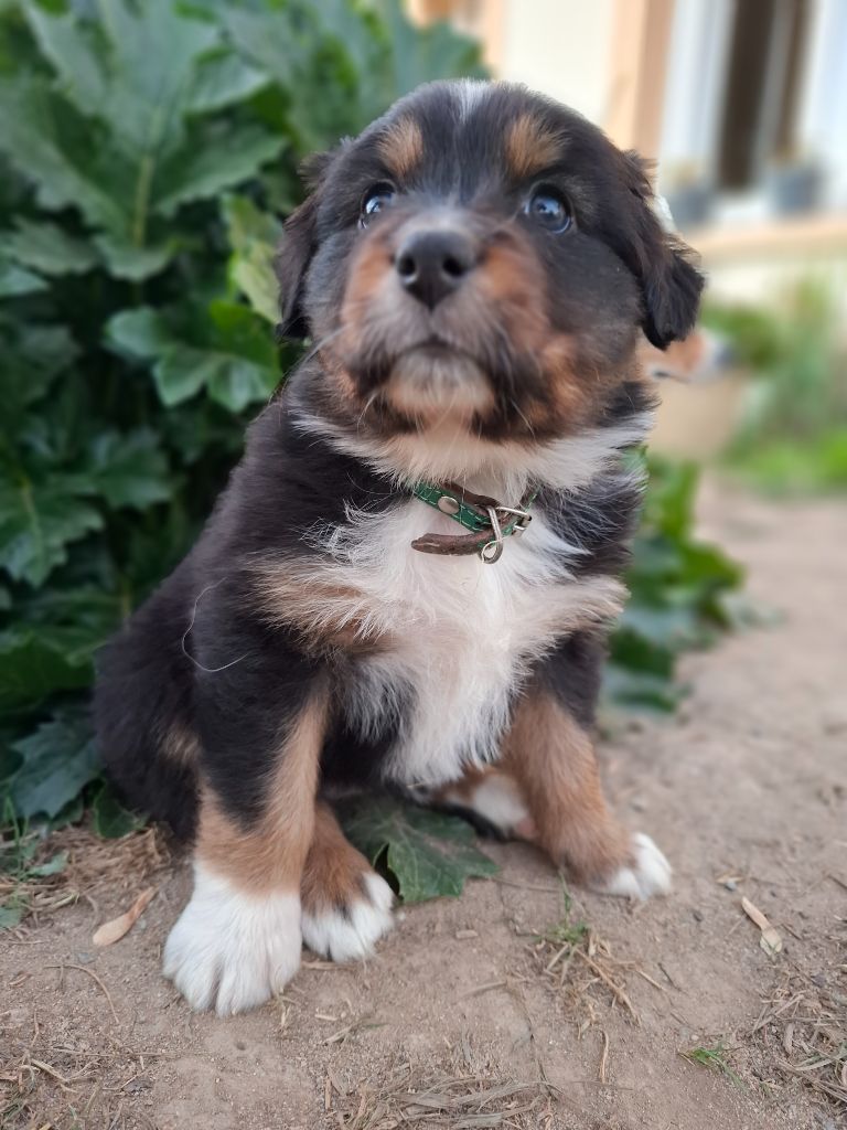 de Natyben - Chiots disponibles - Berger Australien