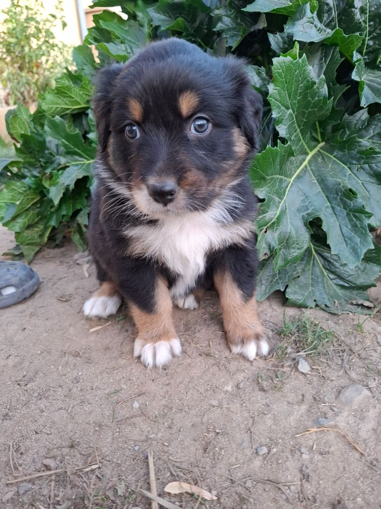 de Natyben - Chiots disponibles - Berger Australien