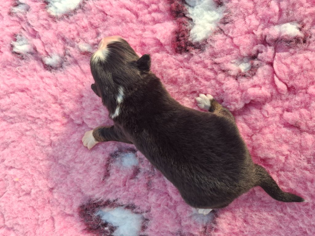 de Natyben - Chiots disponibles - Berger Australien