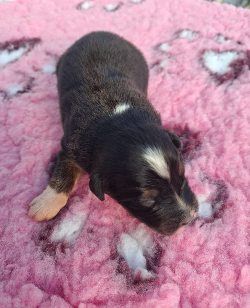 de Natyben - Chiots disponibles - Berger Australien