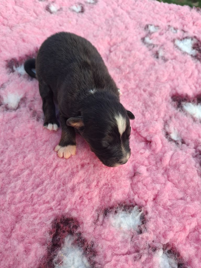 de Natyben - Chiots disponibles - Berger Australien