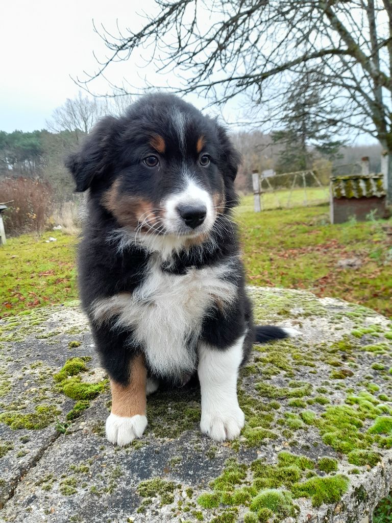 de Natyben - Berger Australien - Portée née le 09/10/2021