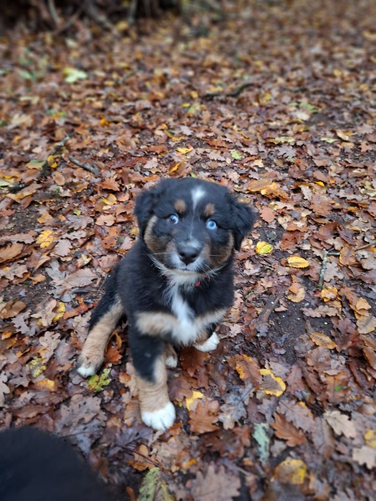 de Natyben - Chiots disponibles - Berger Australien