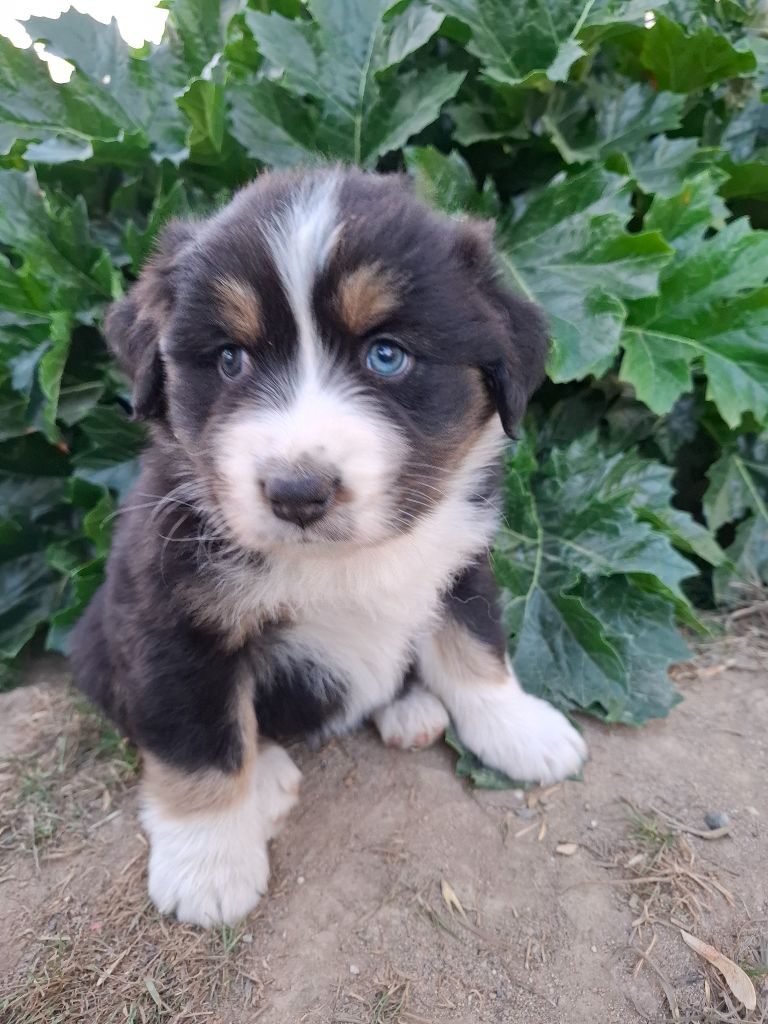 de Natyben - Chiots disponibles - Berger Australien