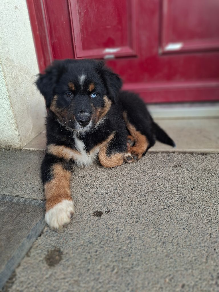 de Natyben - Chiots disponibles - Berger Australien