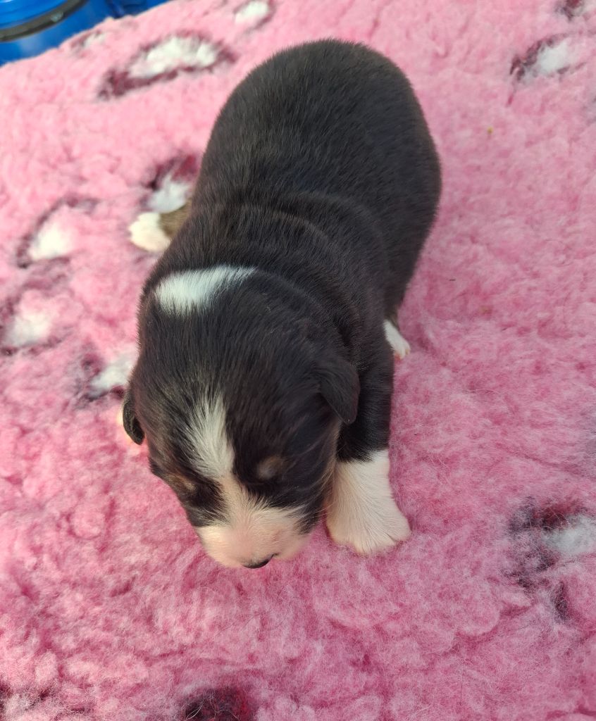 de Natyben - Chiots disponibles - Berger Australien