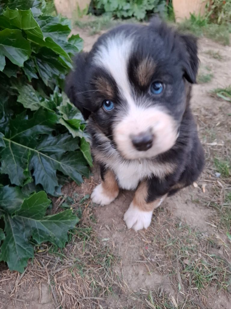 de Natyben - Chiots disponibles - Berger Australien