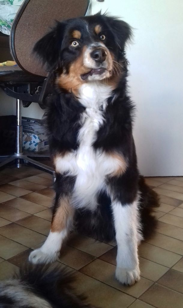 de Natyben - Berger Australien - Portée née le 07/08/2017