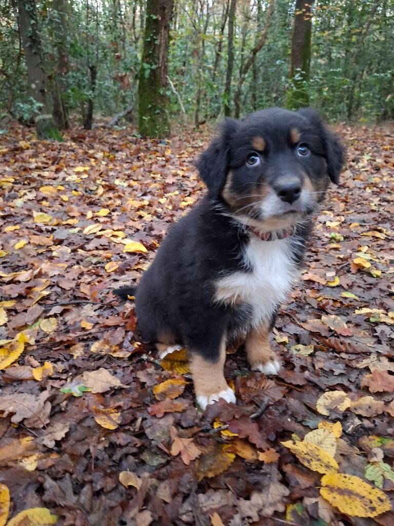 de Natyben - Chiots disponibles - Berger Australien