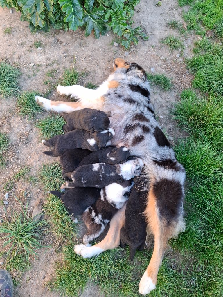 Chiot Berger Australien de Natyben