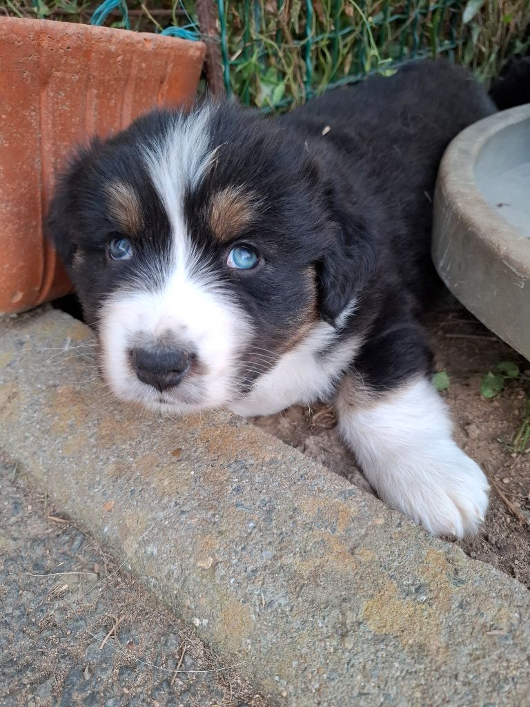 de Natyben - Chiots disponibles - Berger Australien