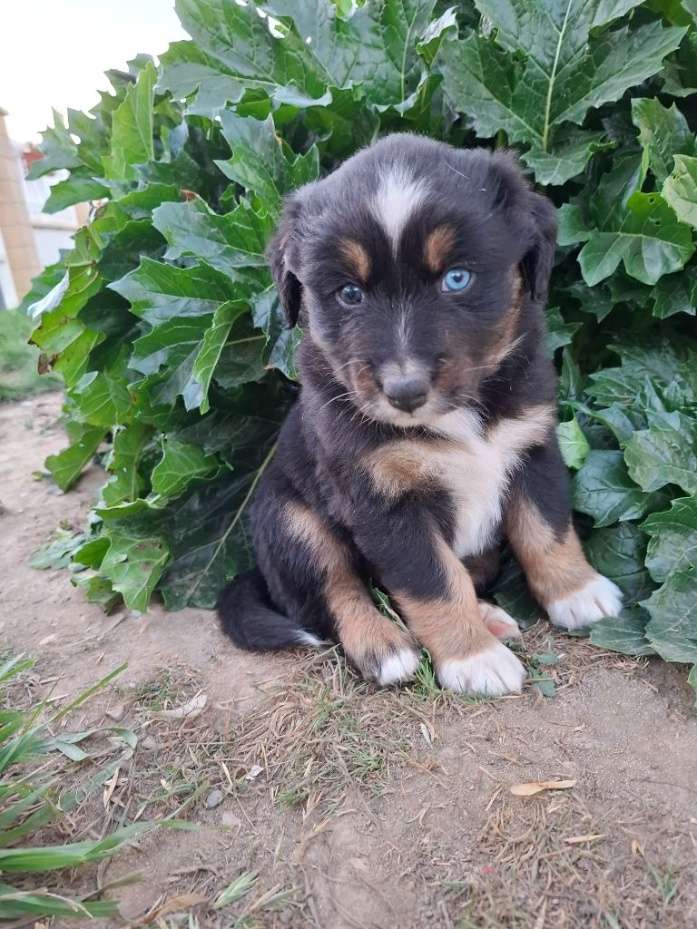 de Natyben - Chiots disponibles - Berger Australien
