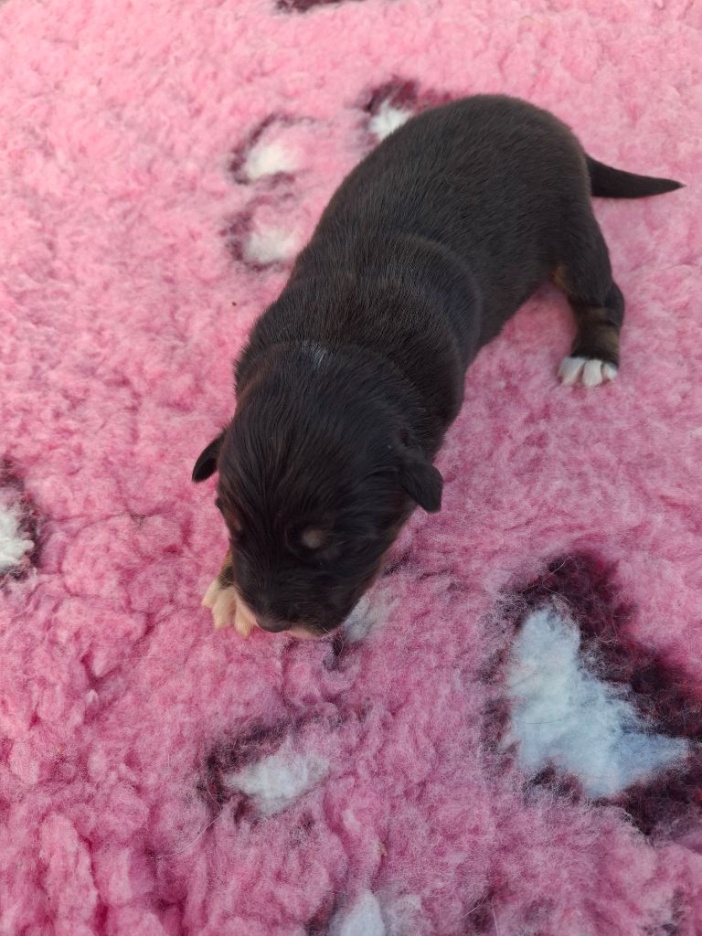 de Natyben - Chiots disponibles - Berger Australien