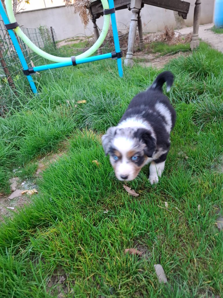 de Natyben - Chiots disponibles - Berger Australien